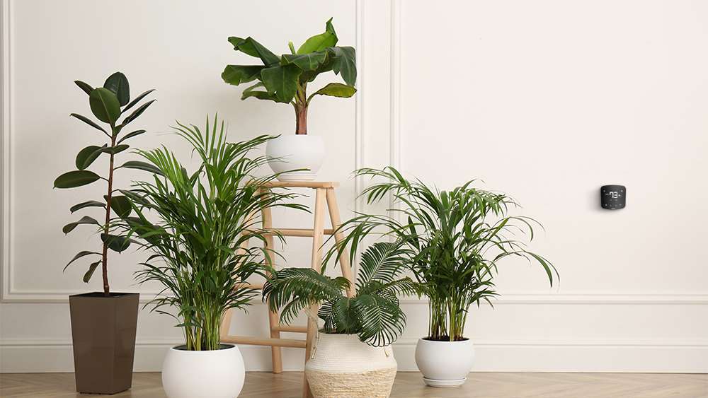 Air Cleaning Plants