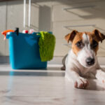 move out cleaning, pets, northern virginia