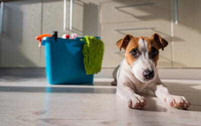 Move Out Cleaning with Pets